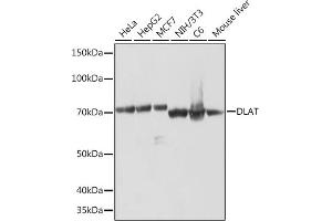 Western blot analysis of extracts of various cell lines, using DLAT Rabbit mAb (ABIN7266767) at 1:1000 dilution. (DLAT Antikörper)