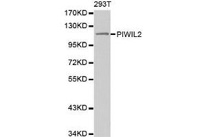 Western blot analysis of extracts of 293T cell line, using PIWIL2 antibody. (PIWIL2 Antikörper)