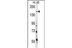 PHL Antibody (N-term) (ABIN392229 and ABIN2841922) western blot analysis in HL-60 cell line lysates (15 μg/lane). (PHLPP2 Antikörper  (N-Term))