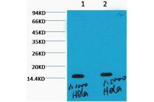 Western Blot (WB) analysis of HeLa, diluted at 1) 1:1000, 2) 1:5000. (Histone 3 Antikörper  (H3K36me3))