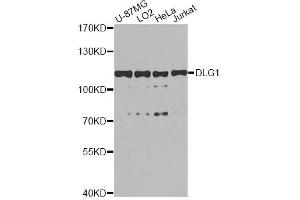 Western blot analysis of extracts of various cell lines, using DLG1 antibody (ABIN5996451) at 1/1000 dilution. (DLG1 Antikörper)