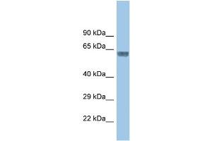 WB Suggested Anti-Glra3 Antibody   Titration: 1.