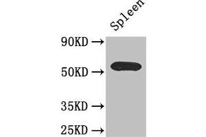 Western Blot Positive WB detected in: Mouse spleen tissue All lanes: C16orf1 antibody at 2. (ZDHHC1 Antikörper  (AA 283-389))