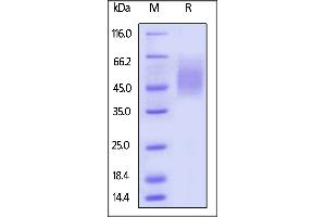 Biotinylated Human 2B4, Avitag,His Tag (recommended for biopanning) on  under reducing (R) condition. (2B4 Protein (AA 22-221) (His tag,AVI tag,Biotin))