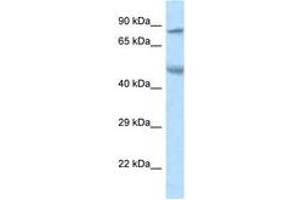 Image no. 1 for anti-Zinc Finger Protein 90 (ZNF90) (AA 49-98) antibody (ABIN6747510) (ZNF90 Antikörper  (AA 49-98))