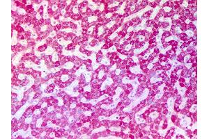 Anti-ASPM antibody IHC of human liver. (ASPM Antikörper  (Internal Region))