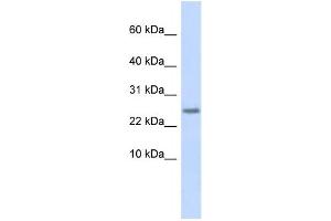 Western Blotting (WB) image for anti-Cystatin 9 (Testatin) (CST9) antibody (ABIN2458862) (CST9 Antikörper)