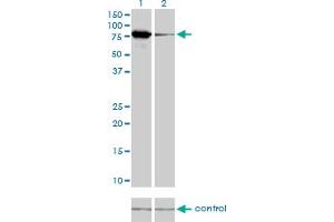 Western Blotting (WB) image for anti-Mitofusin 2 (MFN2) (AA 661-758) antibody (ABIN599102) (MFN2 Antikörper  (AA 661-758))