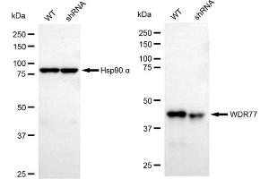 Western blotting analysis using WDR77 antibody (ABIN7800856). (WDR77 Antikörper)