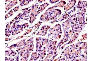 Immunohistochemistry of paraffin-embedded human pancreatic tissue using ABIN7168925 at dilution of 1:100