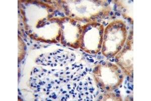 SDHD antibody immunohistochemistry analysis in formalin fixed and paraffin embedded human kidney tissue. (SDHD Antikörper  (AA 13-42))