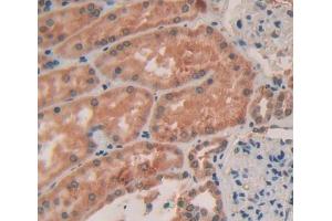 IHC-P analysis of kidney tissue, with DAB staining. (Col4a4 Antikörper  (AA 1469-1690))