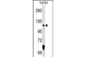 Western blot analysis in T47D cell line lysates (35ug/lane). (ZNF217 Antikörper  (N-Term))