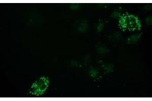 Anti-PDF mouse monoclonal antibody (ABIN2454639) immunofluorescent staining of COS7 cells transiently transfected by pCMV6-ENTRY PDF (RC205788). (GDF15 Antikörper)