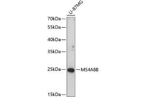 Western blot analysis of extracts of U-87MG cells, using MS4B antibody (ABIN6135053, ABIN6144057, ABIN6144058 and ABIN6214546) at 1:1000 dilution. (Membrane-Spanning 4-Domains, Subfamily A, Member 8 (MS4A8) Antikörper)