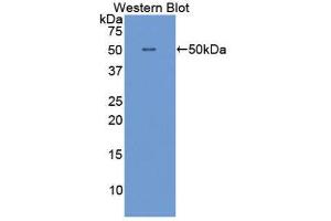 Western Blotting (WB) image for anti-Interferon alpha (IFNA) (AA 23-187) antibody (ABIN3209664) (IFNA Antikörper  (AA 23-187))