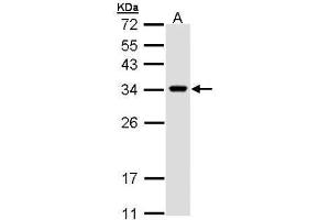 WB Image Sample (30 ug of whole cell lysate) A: H1299 12% SDS PAGE antibody diluted at 1:1000 (VAPA Antikörper)