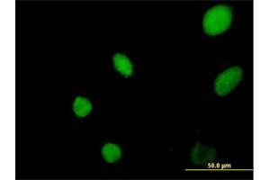 Immunofluorescence of purified MaxPab antibody to YEATS4 on HeLa cell. (GAS41 Antikörper  (AA 1-227))
