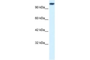 Western Blotting (WB) image for anti-Kinesin Family Member 3C (KIF3C) antibody (ABIN2460835)