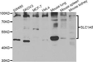 Western blot analysis of extracts of various cell lines, using SLC1A5 antibody.
