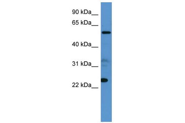 CPNE9 Antikörper  (C-Term)