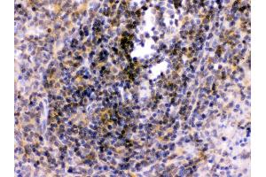 Anti-TLR7 antibody, IHC(P) IHC(P): Rat Spleen Tissue (TLR7 Antikörper  (C-Term))