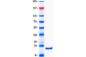 Western Blotting (WB) image for Chemokine (C-C Motif) Ligand 3 (CCL3) protein (Myc-DYKDDDDK Tag) (ABIN2726024)