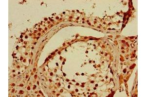 Immunohistochemistry of paraffin-embedded human testis tissue using ABIN7156122 at dilution of 1:100 (KPNA4 Antikörper  (AA 51-239))