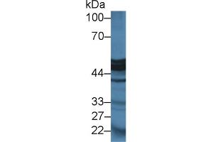 Western Blot; Sample: Mouse Pancreas lysate; Primary Ab: 2µg/ml Rabbit Anti-Rat CPA1 Antibody Second Ab: 0. (CPA1 Antikörper  (AA 205-419))