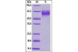 SDS-PAGE (SDS) image for Trophoblast Glycoprotein (TPBG) (AA 32-355) protein (His tag,AVI tag,Biotin) (ABIN5954941)