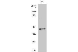 Western Blotting (WB) image for anti-LUC7-Like 2 (LUC7L2) (Internal Region) antibody (ABIN3185422) (LUC7L2 Antikörper  (Internal Region))