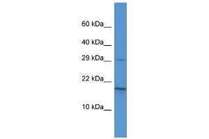 Host: Rabbit Target Name: HN1 Sample Type: Hela Whole Cell lysates Antibody Dilution: 1.