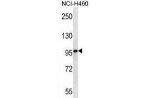Western Blotting (WB) image for anti-Multimerin 2 (MMRN2) antibody (ABIN2997102) (MMRN2 Antikörper)