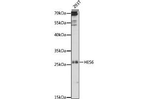 Western blot analysis of extracts of 293T cells, using HES6 antibody (ABIN7267561) at 1:1000 dilution. (HES6 Antikörper  (AA 1-224))