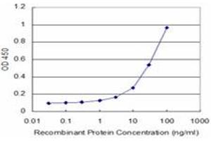 Detection limit for recombinant GST tagged BRAF is approximately 3ng/ml as a capture antibody. (BRAF Antikörper  (AA 138-231))