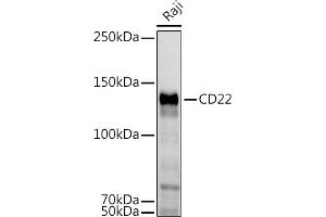 Western blot analysis of extracts of Raji cells, using CD22 antibody (ABIN6131253, ABIN6138143, ABIN6138144 and ABIN6221471) at 1:1000 dilution. (CD22 Antikörper  (AA 708-847))