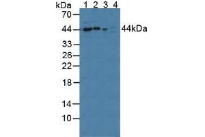 Western blot analysis of (1) Rat Serum, (2) Rat Brain Tissue, (3) Mouse Brain Tissue and (4) Human A549 Cells. (PPID Antikörper  (AA 7-191))