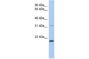 Western Blotting (WB) image for anti-C-Type Lectin-Like 1 (CLECL1) antibody (ABIN2459643) (CLECL1 Antikörper)