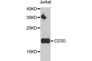 Western blot analysis of Jurkat cell and HUT-78 cell lysate using CD3D antibody. (CD3D Antikörper  (AA 22-105))