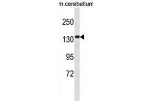 Western Blotting (WB) image for anti-Calmodulin Regulated Spectrin-Associated Protein Family, Member 3 (CAMSAP3) antibody (ABIN3000129)