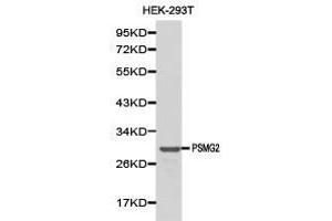 Western Blotting (WB) image for anti-Proteasome (Prosome, Macropain) Assembly Chaperone 2 (PSMG2) antibody (ABIN1874401) (PSMG2 Antikörper)