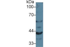 Western blot analysis of Mouse Kidney lysate, using Mouse GRN Antibody (2 µg/ml) and HRP-conjugated Goat Anti-Rabbit antibody ( (Granulin Antikörper  (AA 31-269))