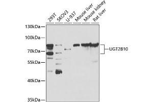 Western blot analysis of extracts of various cell lines, using UGT2B10 antibody (ABIN6128888, ABIN6149901, ABIN6149902 and ABIN6223477) at 1:1000 dilution. (UGT2B10 Antikörper  (AA 20-280))