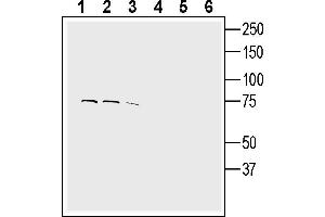 anti-Solute Carrier Family 44, Member 1 (SLC44A1) (AA 626-638), (Extracellular) antibody