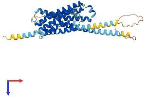 HTR1F Protein (AA 1-366) (His tag)