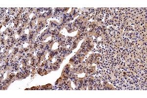 Detection of ALCAM in Human Adrenal gland Tissue using Monoclonal Antibody to Activated Leukocyte Cell Adhesion Molecule (ALCAM) (CD166 Antikörper  (AA 28-527))