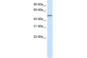HSZFP36 antibody used at 0.