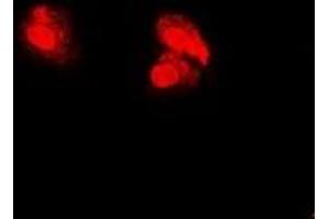 Immunofluorescent analysis of PSMA5 staining in U2OS cells. (PSMA5 Antikörper)