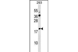LYZL4 Antibody (Center) (ABIN1538359 and ABIN2849592) western blot analysis in 293 cell line lysates (35 μg/lane). (Lysozyme-Like 4 Antikörper  (AA 37-63))