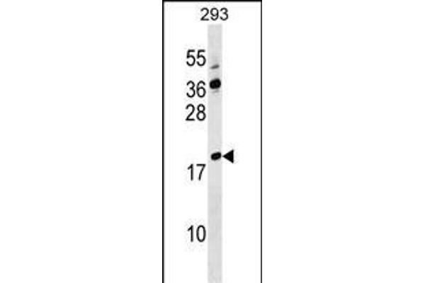 Lysozyme-Like 4 Antikörper  (AA 37-63)